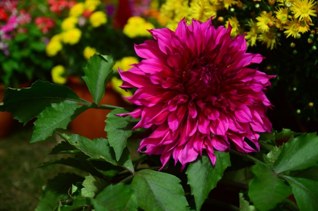 luxury pink flower bouquet florist near me kanata ottawa same day flower delivery